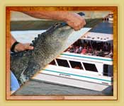 Combo pack includes Everglades tour plus Biscayne Bay boat tour