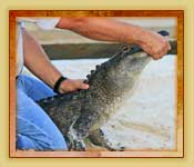 Miami and Fort Lauderdale Tours | Miami Everglades Tours