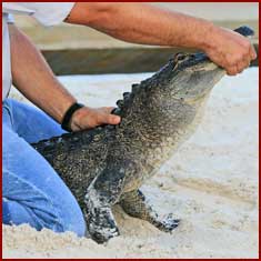 Alligator tours and shows Miami Everglades Tours